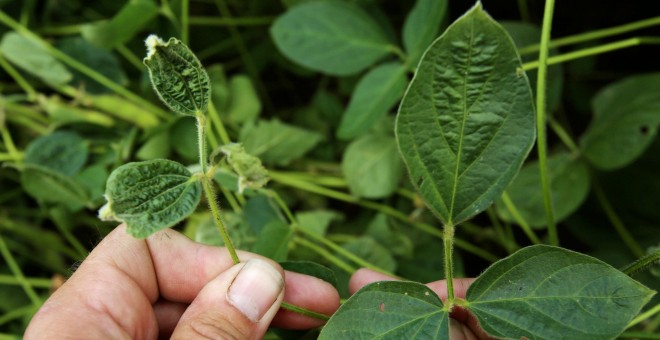 Cosecha de soja dañada por el pesticida de Monsatnto Dicamba. /REUTERS