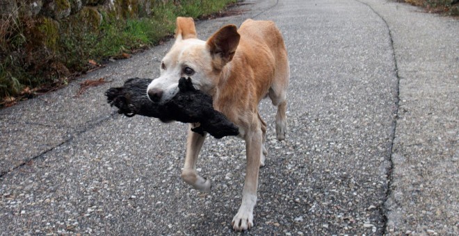 Ordenan el decomiso de un perro maltratado para su cuidado por una protectora de Lugo. EFE/Archivo