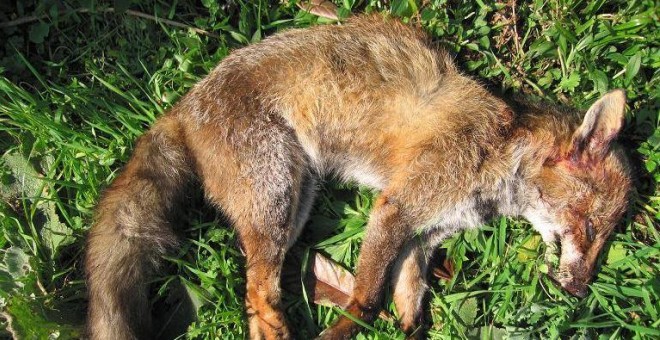 Un zorro abatido durante una de las batidas de caza de zorros en Galicia. ASOCIACIÓN LIBERA