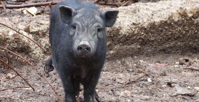 Uno de los cerdos vietnamitas rescatados en estado de abandono de una finca de Tarragona. / FAADA