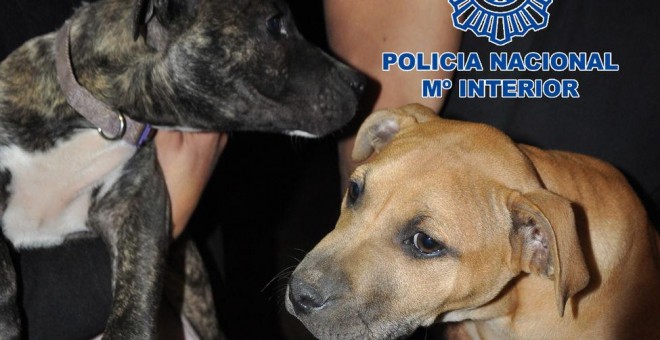 Dos perros, tras ser rescatados. POLICÍA NACIONAL