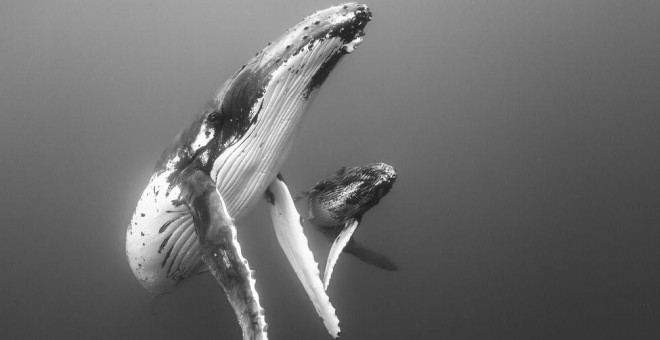 'Elegante madre y cría de ballenato'. RAY CHIN | WILDLIFE PHOTOGRAPHER OF THE YEAR PEOPLE’S CHOICE AWARD