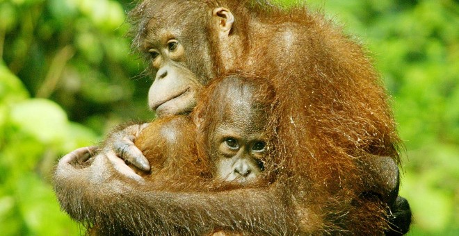 Una orangután sostiene a su cría en un centro de rehabilitación. /REUTERS