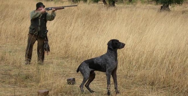Críticas a la Junta de Castilla-La Mancha por excluir a los perros de caza de la Ley de Bienestar Animal. E.P.