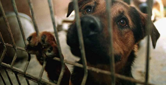 Un perro en un centro de acogida de animales/EFE