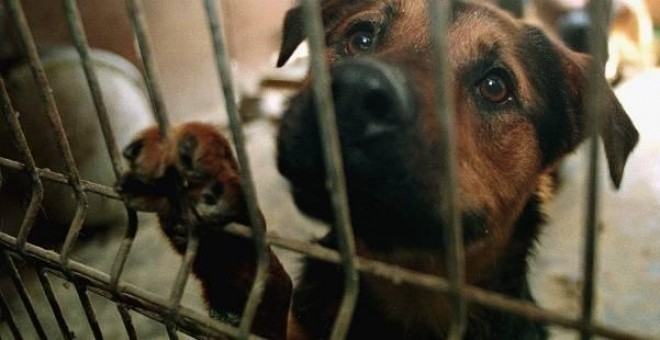 Perro en una protectora de animales. EFE