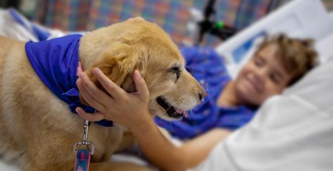 Un perro visita a su dueño en un hospital de Ibiza.