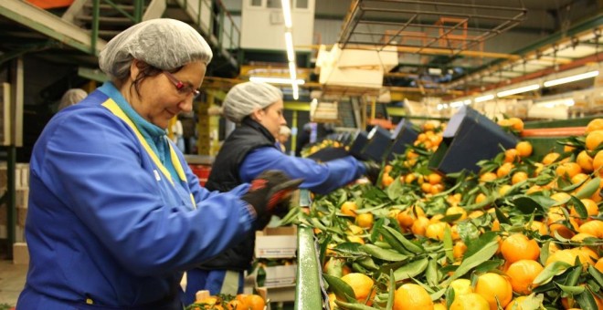 Envasadoras trabajando en la fábrica de Tocina (Sevilla).