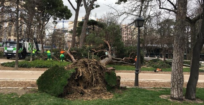 Uno de los árboles caídos en las últimas horas en el parque de El Retiro (Madrid). /@_ELRETIRO