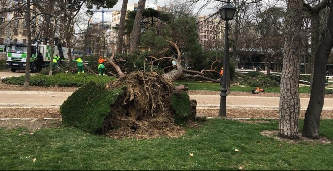 Uno de los árboles caídos en las últimas horas en el parque de El Retiro (Madrid). /@_ELRETIRO