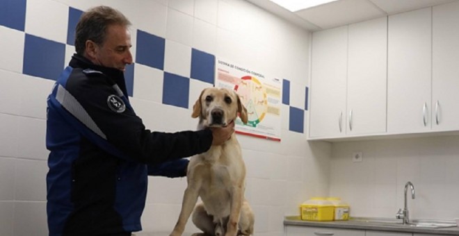 Un agente sujeta a uno de los perros policía de la Policía Municipal de Madrid. AYUNTAMIENTO DE MADRID