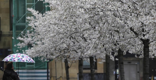 Una joven camina junto a unos cerezos en flor de la plaza de Cataluña de San Sebastián. EFE