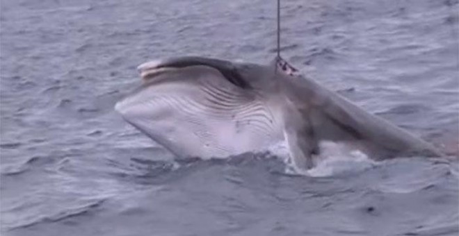 Una ballena cazada por pesqueros japoneses