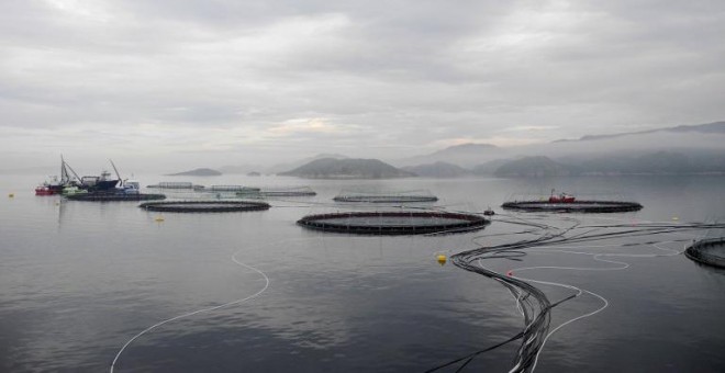 Piscifactoría para la cría de salmones de la firma noruega Leroy, en la bahía de Hitra, cerca de Trondheim. AFP/Céline Serrat