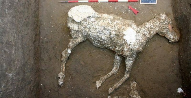 Fotografía facilitada por el Parco Archeologico di Pompei de un caballo sepultado en unas cuadras desde la erupción que acabó con la urbe y que era 'de las razas más nobles' a juzgar por los adornos de bronce de su testuz, que ha sido el último tesoro hal