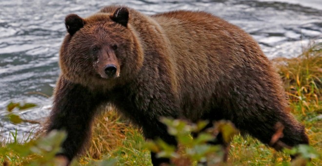 Un oso pardo costero camina a lo largo de las orillas del río Chilkoot cerca de Haines, Alaska, el 7 de octubre de 2014. REUTERS/Bob Strong/Archivo