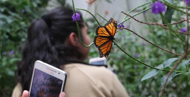 Las mariposas aumentan de manera considerable con el crecimiento de las ciudades - EFE