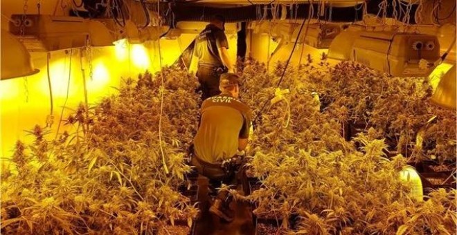 marihuana-cultivo