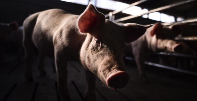 Un cerdo en una granja industrial. AFP
