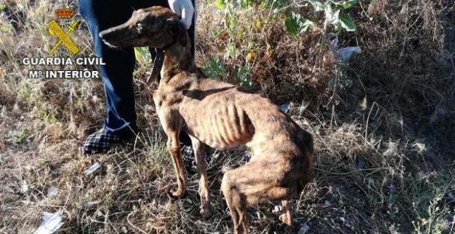 Investigan en Sevilla un presunto delito de maltrato a cuatro galgos. / Europa Press