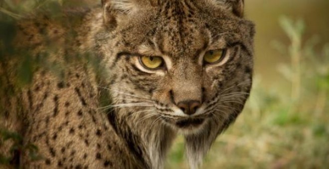 Ejemplar de lince ibérico. / EFE