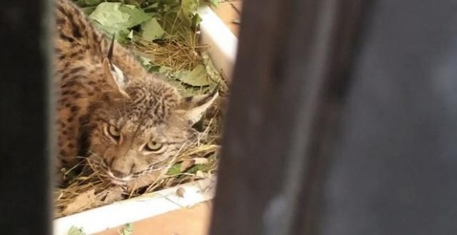 Lince Litio, en el CREA. JUNTA DE ANDALUCÍA