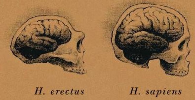 cerebro-evolucion