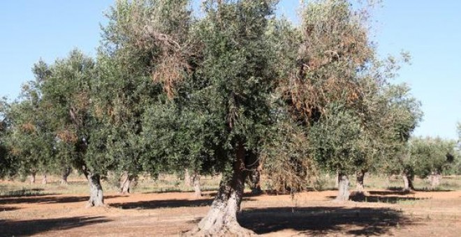 Olivo infectado por Xylella fastidiosa donde se aprecian los síntomas de la enfermedad. / Juan A. Navas-Cortes