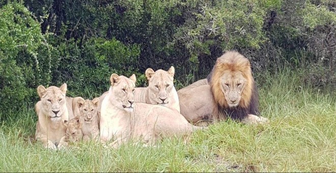 La manada de leones de la reserva de Sibuya, en Sudáfrica.- Sibuya Rhino Foundation