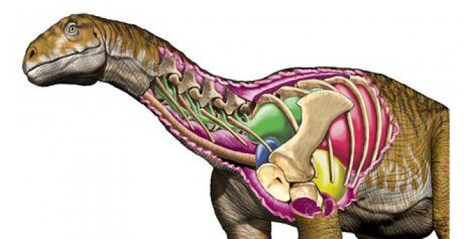 Reconstrucción de Ingentia prima en la que se ve su avanzado sistema respiratorio aviano con desarrollados sacos aéreos cervicales (estructura verde). Pulmones (rojo), sacos aéreos claviculares (azul) y torácicos anteriores (amarillo). / Jorge A. Gonz