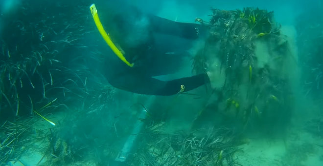 Imagen del fondo marino de Posidonia tras el paso del yate de lujo maltés - Imagen vídeo Salvem Portocolom
