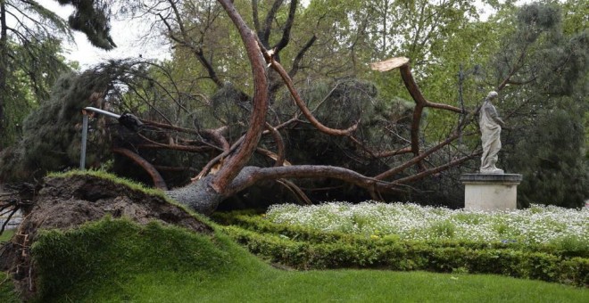 Un pino piñonero de grandes dimensiones desplomado hace dos años en el parque del Retiro. EFE/Archivo