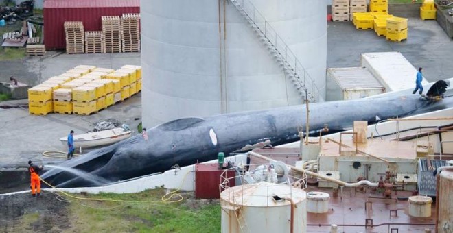 El ejemplar de ballena azul recientemenet cazado en Islandia de forma ilegal.