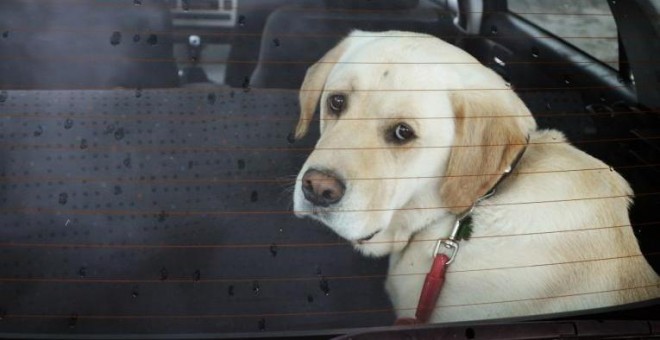 Un perro en un coche.