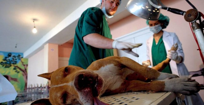 Un veterinario prepara a un perro para intervenirle quirúrgicamente.- EFE