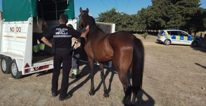 El animal se encontraba atado con una cuerda a un árbol. / AYUNTAMIENTO DE SEVILLA