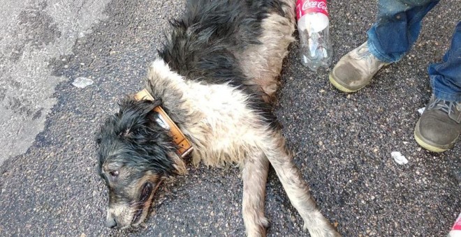Uno de los perros rescatados del interior de un coche por la Policía de Fuenlabrada./ Twitter Policía Fuenlabrada