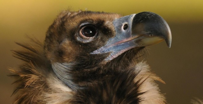 Un ejemplar de buitre leonado. SEO/BirdLife