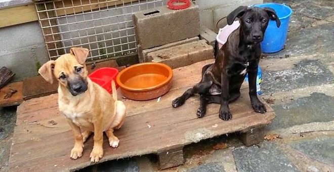 Dos perritos en el refugio gestionado por la Asociación Amigos de los Perros de Carballo.