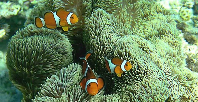 'Stichodactyla gigantea' en el arrecife de coral cerca de la isla japonesa Sesoko / Michael arvedlund para Wikipedia