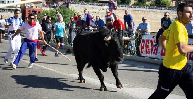 Montañesa, el toro sacrificado este año en el Toro de la Vega. - EFE