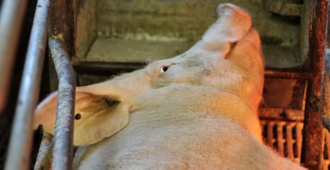 Un cerdo en el matadero a punto de perder la vida. | L214