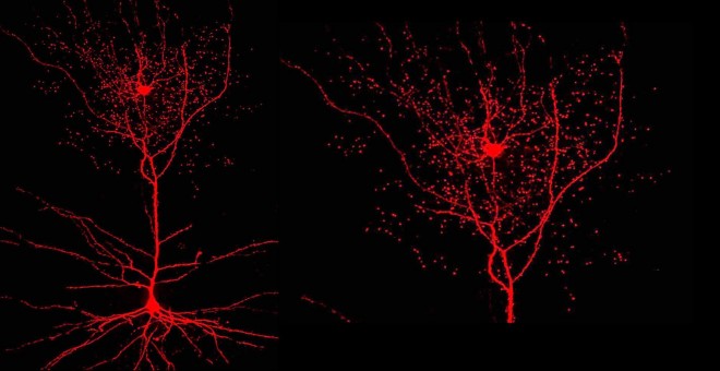 Rosehip, la neurona enigmática
