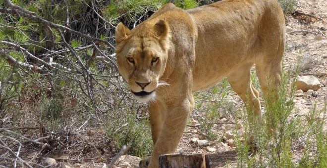 La leona Nala, en el centro de rescate de APP-Primadomus en Villena, Alicante.