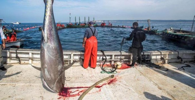 Un grupo de pescadores capturan atunes en aguas de Barbate (Cádiz).- EFE