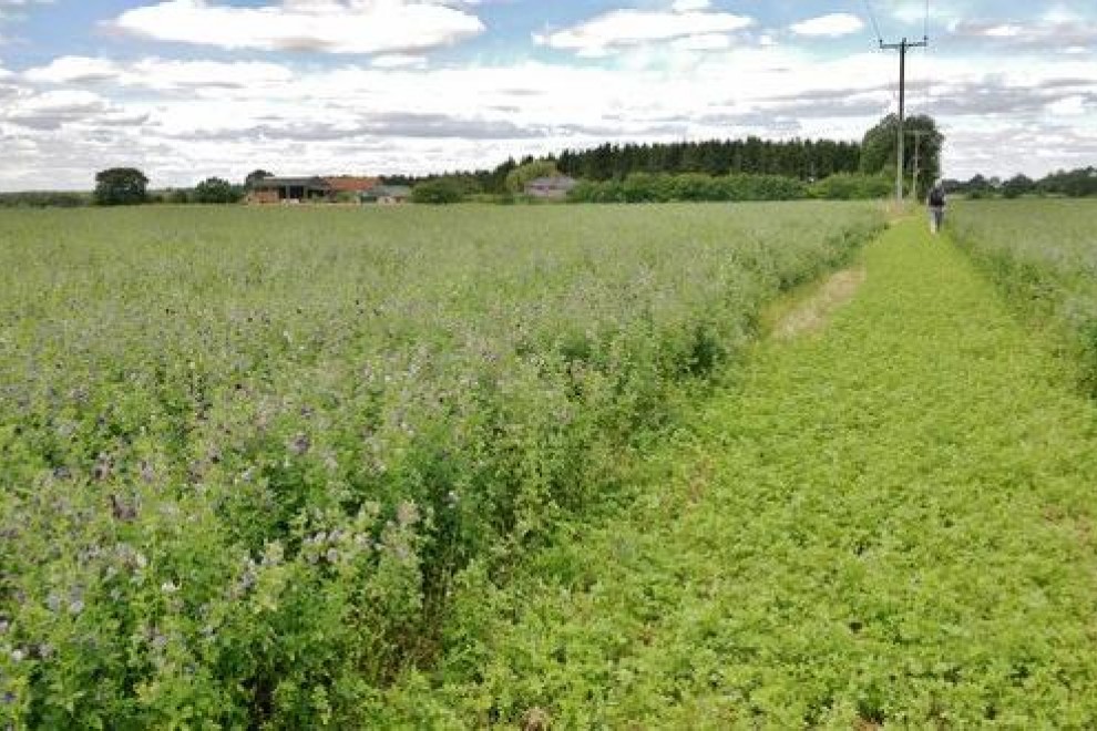 La exportación de alfalfa deshidratada desde España a China superó las 14.000 toneladas en solo ocho meses.