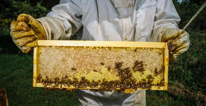 Los polinizadores como las abejas están bajo creciente amenaza. WWF