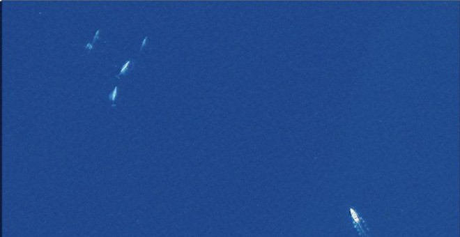 Un ballena fotografiada desde el espacio.- DIGITALGLOBE