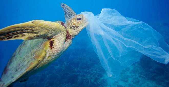 Una tortuga junto a una bolsa de plástico. WWF