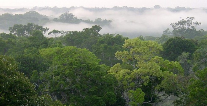 La principal causa de la deforestación de la Amazonía peruana es la agricultura migratoria y la ganadería. EFE/Archivo